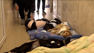Волонтеры и ветеринары из Новосибирска вместе с североосетинскими коллегами провели 300 бесплатных операций по стерилизации собак во Владикавказе