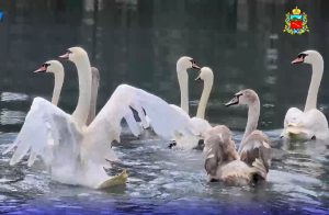 Пару лебедей из Центрального парка Владикавказа временно переселили в зоопарк