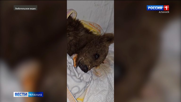 Четырехмесячного медвежонка, повредившего лапу, нашли туристы недалеко от поселка Мизур