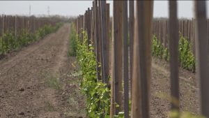 Дунейы зындгонд сæнæфсиры хуызтæ ныр зайын кæнынц Мæздæджы районы