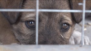 Мæздæджы байгом питомник