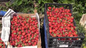 Æрыскъæфы хъæздыг тыллæг æрæмбырд кодтой Мæздæджы районы аграрон кусджытæ