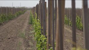В одном из хозяйств Моздокского района выращивают известные во всем мире сорта винограда