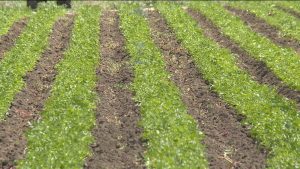 Мæздæджы районы йæ тæмæны бацыд тыллæг æфснайæн куыст