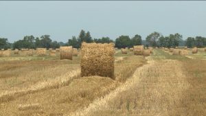 Кировы районы зæхкусджытæ иу рæстæг кæнынц цалдæр куысты