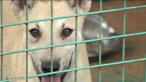 Первый республиканский конкурс «Собачье сердце» пройдет в Северной Осетии