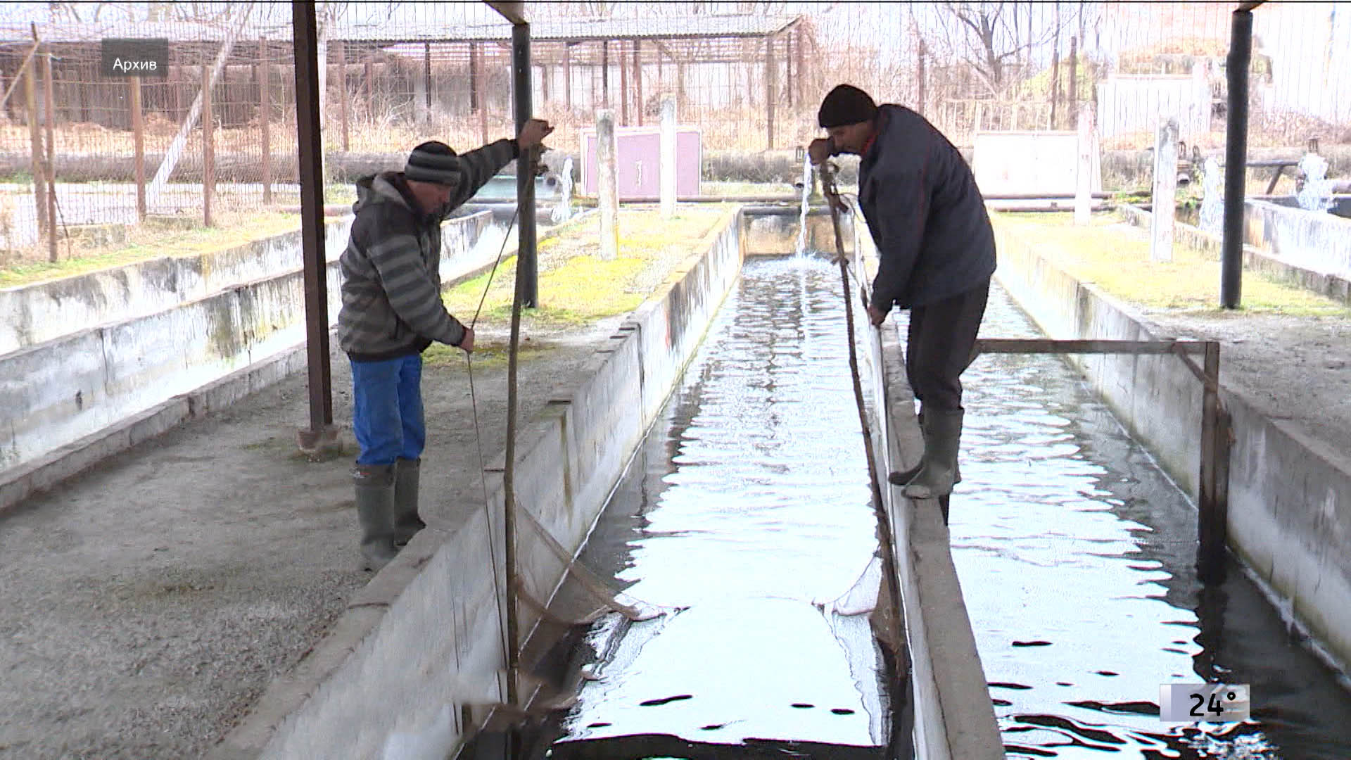 Производство рыбы в Северной Осетии выросло на 20% в 2025 году