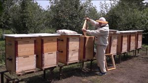 В Северной Осетии активно развивается пчеловодство