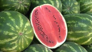 Дзæуджыхъæуы официалон æгъдауæй байгом харбызты æмæ неситы сезон