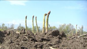 Цæгат Ирыстон ацы азы 7 мæйы хатдзæгтæм гæсгæ, Уæрæсейы иннæ регионтæм спаржæ рвитын райдыдта 34% фылдæр