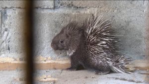 Дзæуджыхъæуы сырддоны æрцыд æхсызгон цау. Цымыдисаг цæрæгойтæ – дикобразты къайæн райгуырд лæппын