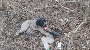 Хæстон цуанон. «Лорды» хъæбатырдзинады æнахуыр цаутæ