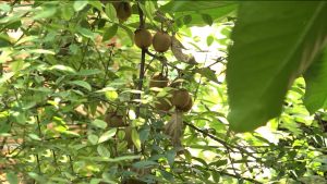 Дзæуджыхъæуы цæрæг йæ цæхæрадонæй сарæзтæ диссаджы дыргъдон