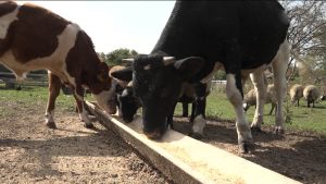 Ацы аз Цæгат Ирыстоны фыццаг хатт æххæстгонд æрцыди проект «Фермеры скъола»