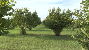 2019-æм азы республикæйы бындур сæвæрдтой æхсæры цæхæрадонæн