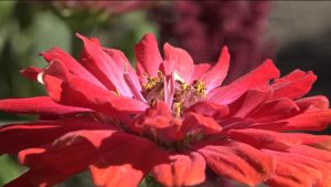 Дзæуджыхъæуы бирæуæладзыгон хæдзæрттæй иуы кæртмæ бацæугæйæ, фенæн ис амæй ай рæсугъддæр дидинджытæ