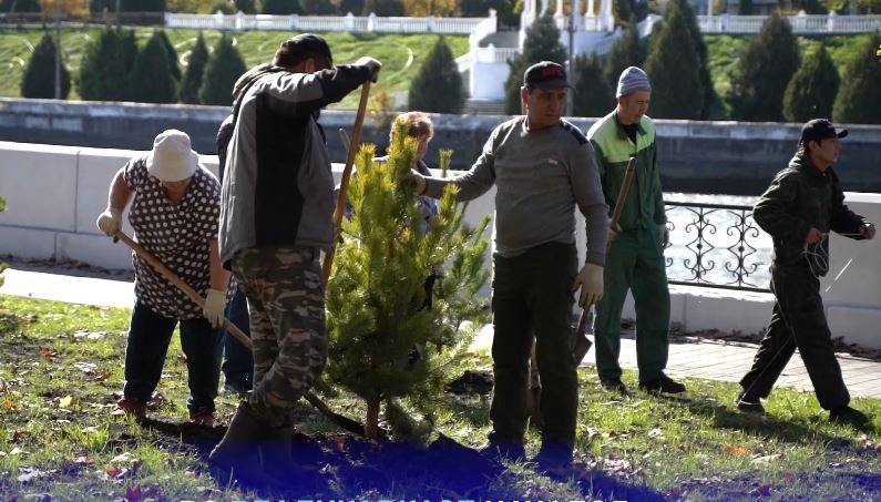 На набережной Владикавказа высадили 40 саженцев крымской сосны