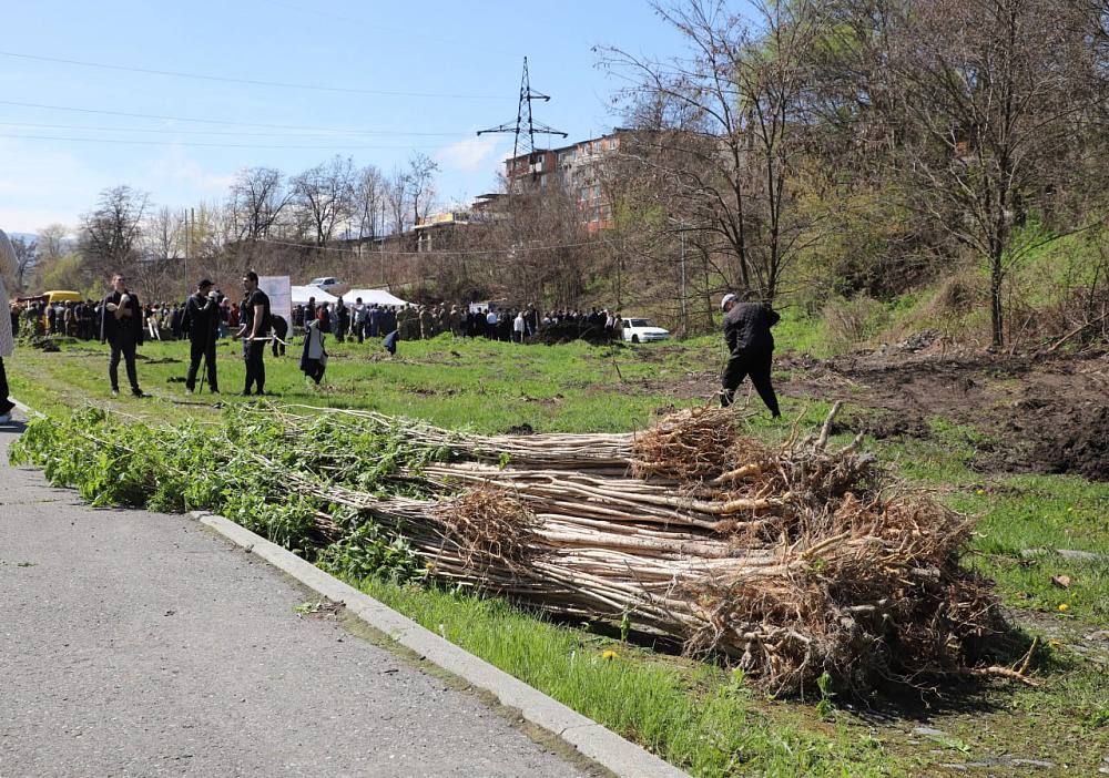 200 саженцев красного дуба высадят во Владикавказе в память о погибших участниках СВО