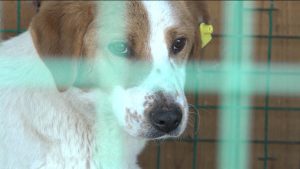 Дзаеуджыхъаеуыккаг суанонты питомниччы ацыд гом дуаертты бон