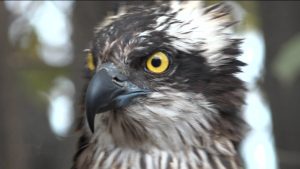 Беслæны цæрæг йæ кæрты ссардта цæф цъиу