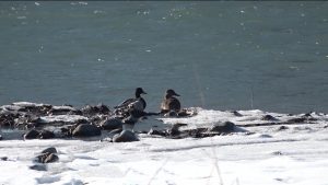 Дзæуджыхъæумæ уазæгуаты æрбатахтысты хъæддаг бабызтæ