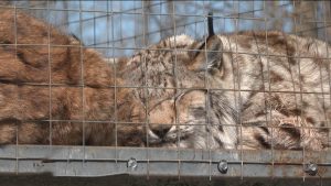 Дзæуджыхъæуы сырддоны дарддæр цæуынц цалцæггæнæн куыстытæ.