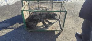 С проспекта Мира во «Владпитомник» сегодня забрали пять безнадзорных собак