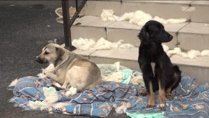 Порядка 300 операций по стерилизации животных провели во Владикавказе волонтеры из Новосибирска, Ульяновска и Якутии