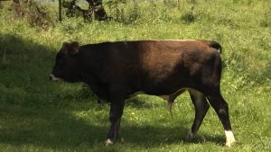 Адæмон фронты æппæтуæрæсеон акци дарддæр æххæстгонд цæуы Цæгат Ирыстоны