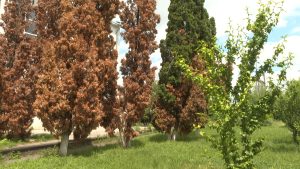 Фæстаг дыууæ азмæ Дзæуджыхъæуы туяты уавæр фæфыддæр