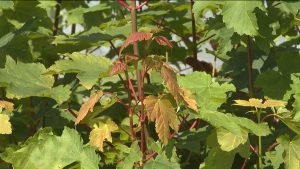 Цæгат Ирыстон 1000 талайы онг арвитдзæн, йæ дæлбар чи ис, уыцы Запорожьейы облæсты Черниговы районæн