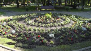 Ацы сезоны Дзæуджыхъæуы нысан кæнынц милуан дидинæджы ныссадзын