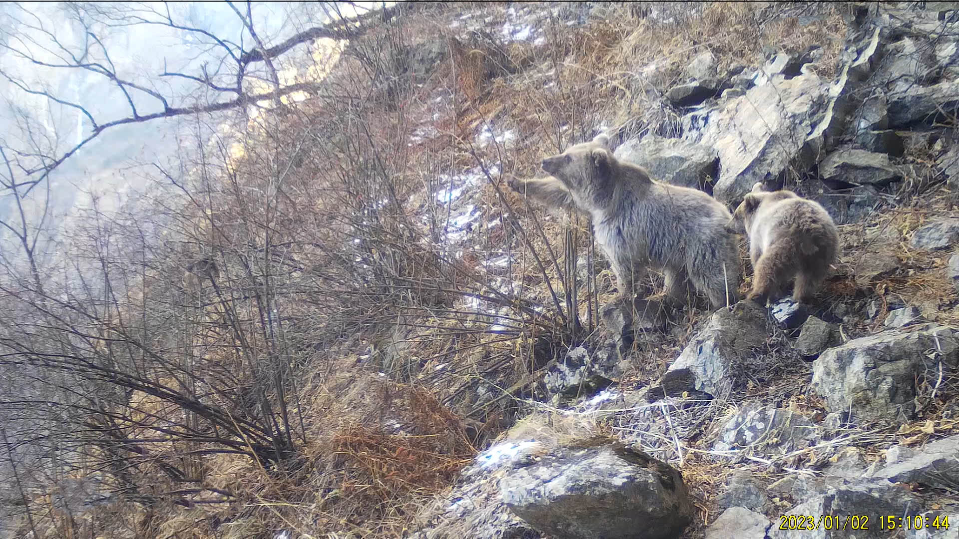 Минприроды: ситуация с медведями – на контроле