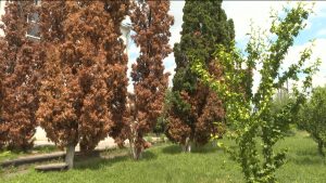 Около 5% туй во Владикавказе заражены вредителем – кипарисовой златкой