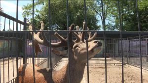 Во Владикавказском зоопарке продолжают работать над улучшениями в содержании животных