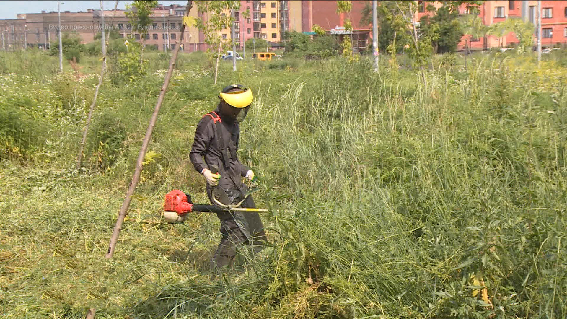 46 557 кв.м. амброзии скосили во Владикавказе с начала лета