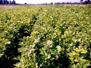 В лесном питомнике Северной Осетии растят саженцы для Запорожской области