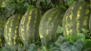 Цæгат Ирыстоны йæ тæмæны бацыд харбызтæ уæй кæныны сезон