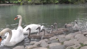 Дзæуджыхъæуы центрон парчы доны хъазтæн уыцы иу рæстæг райгуырд 7 лæппыны