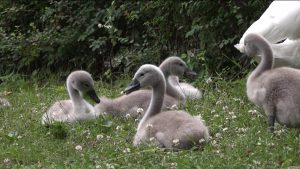 Сразу семеро птенцов появились на свет в центральном парке Владикавказа