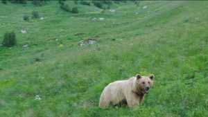 На территориях Северо-Осетинского государственного природного заповедника и нацпарка «Алания» запретили ночевки в палатках