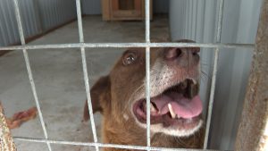 Волонтеры бьют тревогу: в моздокском питомнике уже больше года нет электричества, в жару животные страдают из-за нехватки воды