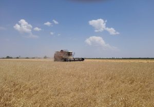 В Северной Осетии в разгаре заготовка кормов для сельскохозяйственных животных