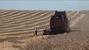 Уборку озимых в Правобережном районе планируют завершить до конца месяца