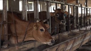 Республикæйы ветеринарон службæ вакцинаци скодта 450 мин хъæууонхæдзарадон цæрæгойæн æмæ маргъæн