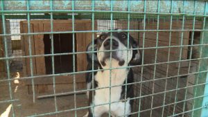 Во Владпитомнике проходит акция «Найди четвероногого друга»