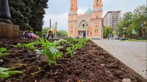 Специалисты «Владзеленстроя» подкормили более сотни магнолий, высаженных у площади Свободы