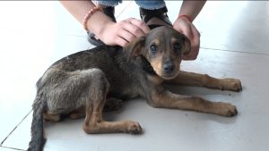 Во Владпитомнике прошла акция «Лучший друг»