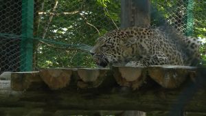 Самка переднеазиатского леопарда Хоста попала в объективы фотоловушек в Кабардино-Балкарии