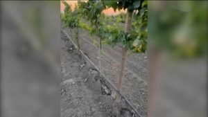 Более 124 млн рублей в виде субсидий получили предприятия республики на поддержку мелиорации